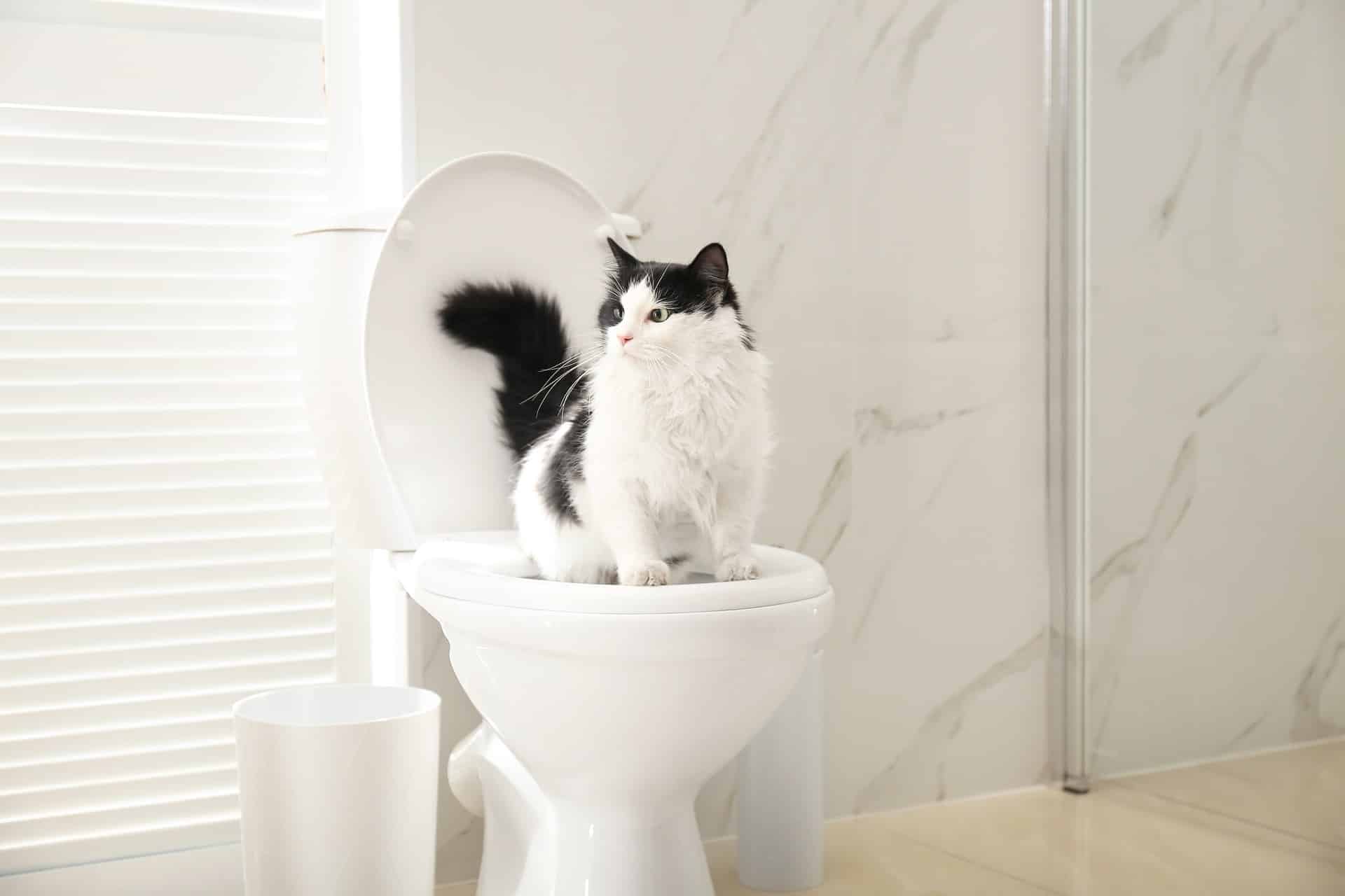 Why You Should Never Flush Cat Poop Down Your Toilet